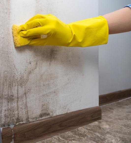 Anti Mould: How to Remove Mould from Wallpaper