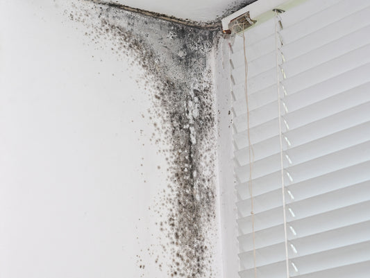 Anti-Mould: How to Prevent Mould in Your Home